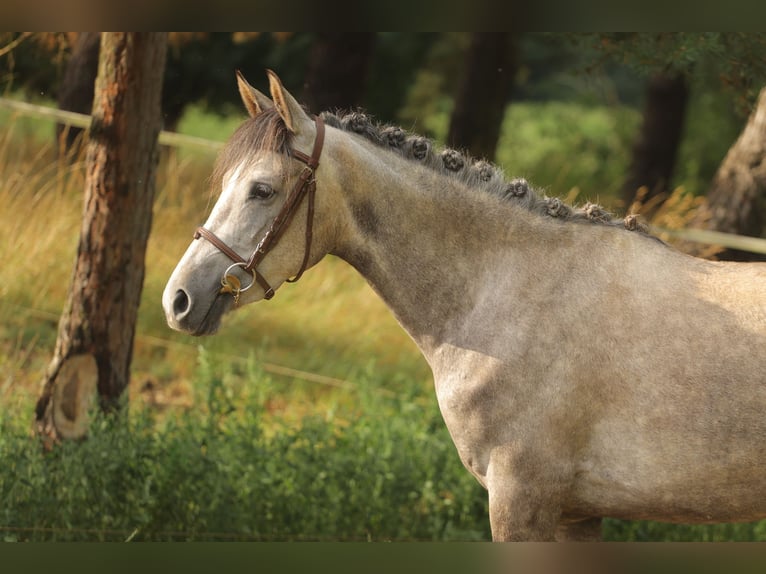 Cheval de sport espagnol Jument 3 Ans 160 cm Gris in Eickhog