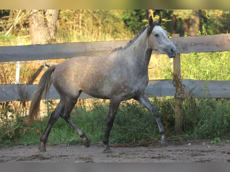 Cheval de sport espagnol Jument 3 Ans 160 cm Gris in Eickhog