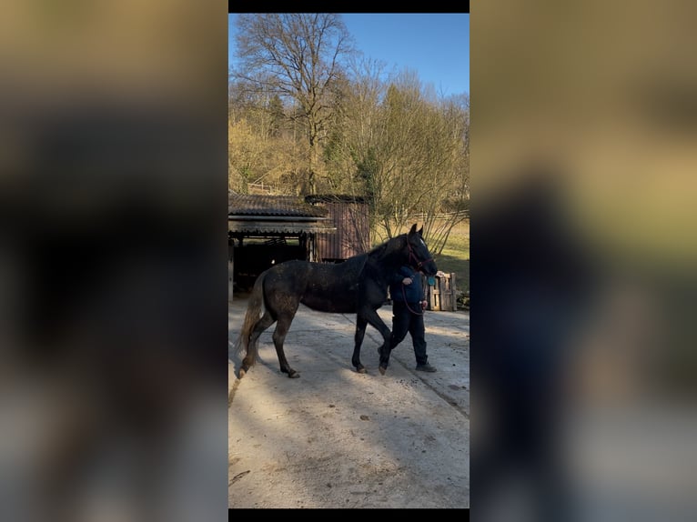 Cheval de sport espagnol Jument 3 Ans 160 cm Peut devenir gris in Kippenheim