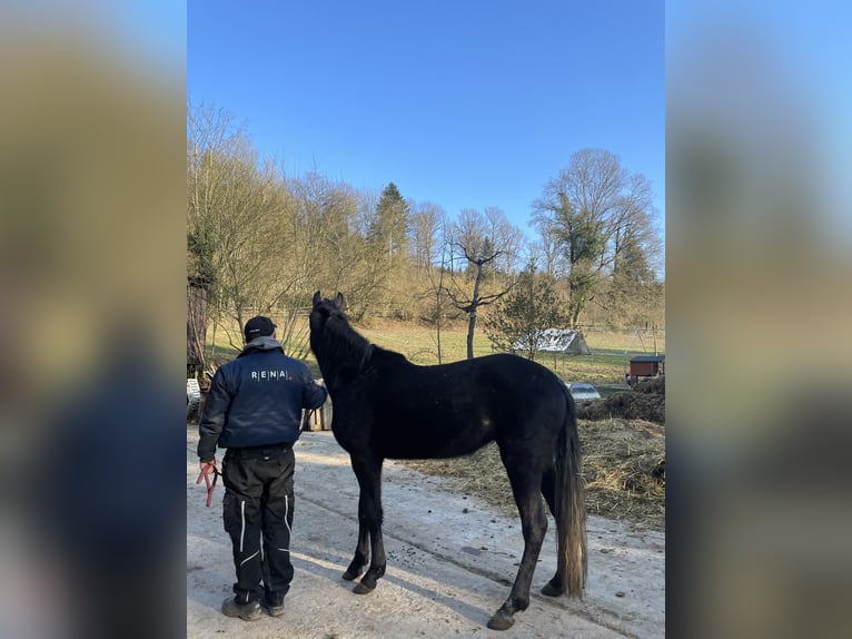 Cheval de sport espagnol Jument 3 Ans 160 cm Peut devenir gris in Kippenheim