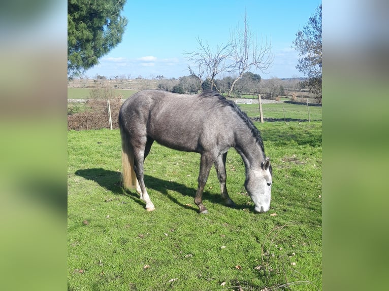 Cheval de sport espagnol Jument 3 Ans Gris in Las Uces