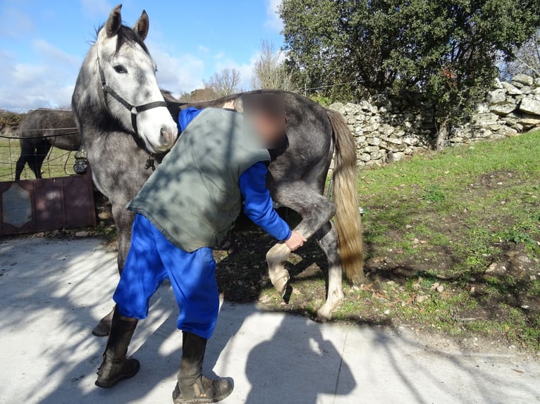 Cheval de sport espagnol Jument 3 Ans Gris in Las Uces