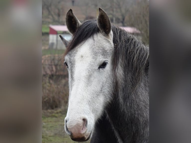 Cheval de sport espagnol Jument 3 Ans Gris in Las Uces