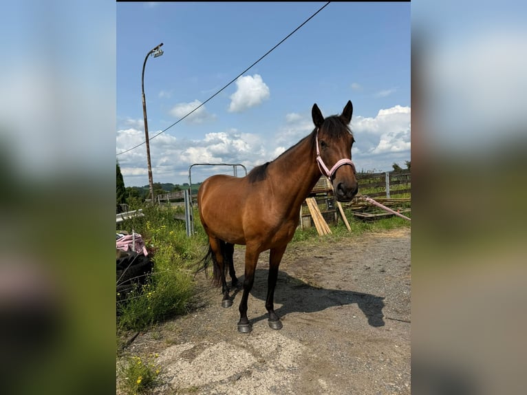 Cheval de sport espagnol Jument 4 Ans 150 cm Bai in Lindlar