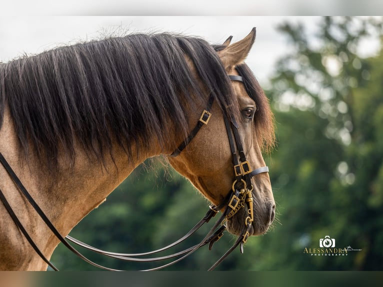 Cheval de sport espagnol Jument 4 Ans 155 cm Buckskin in Bad Feilnbach