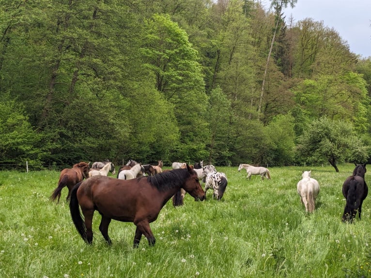 Cheval de sport espagnol Jument 4 Ans 156 cm Bai brun in Bad Sooden-Allendorf