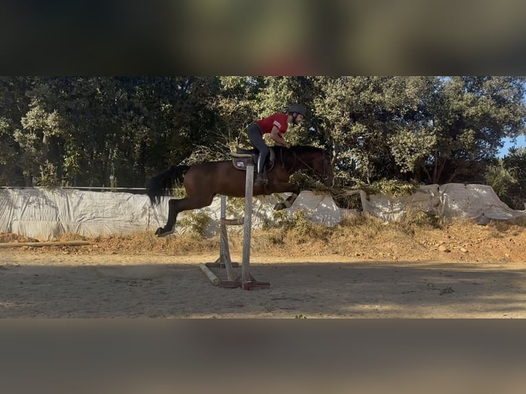 Cheval de sport espagnol Jument 4 Ans 157 cm Bai in Ponferrada Cheval de sport espagnol Jument 4 Ans 157 cm Bai in Ponferrada