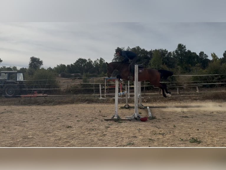 Cheval de sport espagnol Jument 4 Ans 157 cm Bai in Ponferrada