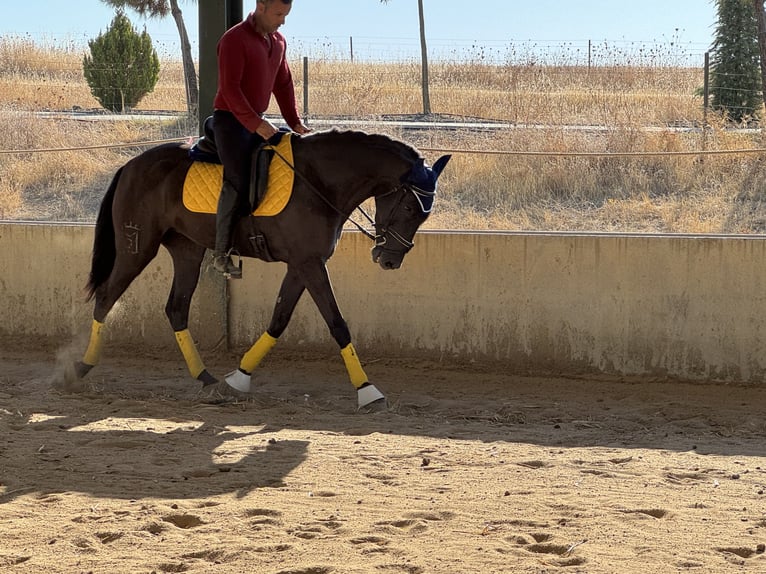 Cheval de sport espagnol Jument 4 Ans 157 cm Noir in Madrid