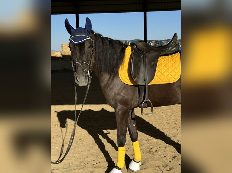 Cheval de sport espagnol Jument 4 Ans 157 cm Noir in Madrid