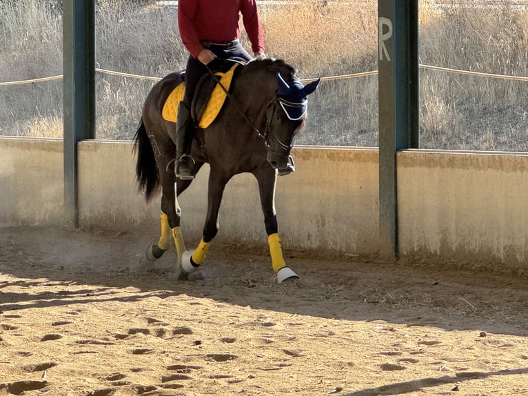 Cheval de sport espagnol Jument 4 Ans 157 cm Noir in Madrid