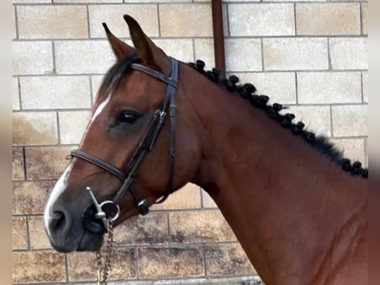 Cheval de sport espagnol Jument 4 Ans 159 cm Bai in Logro&#xF1;o