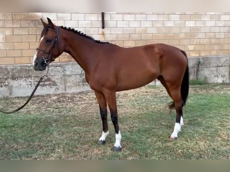 Cheval de sport espagnol Jument 4 Ans 159 cm Bai in Logro&#xF1;o