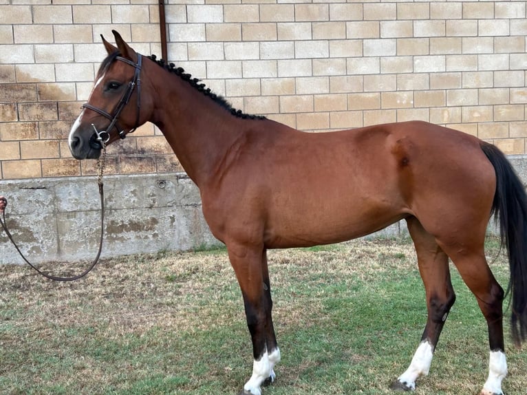 Cheval de sport espagnol Jument 4 Ans 159 cm Bai in Logro&#xF1;o