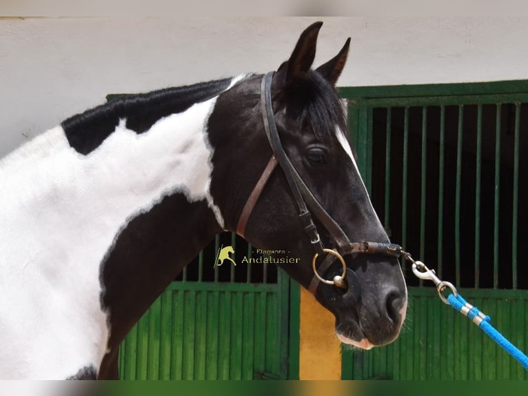 Cheval de sport espagnol Jument 4 Ans 159 cm Pinto in Provinz Granada
