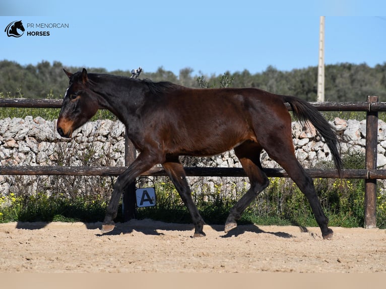 Cheval de sport espagnol Jument 4 Ans 160 cm Bai in Menorca