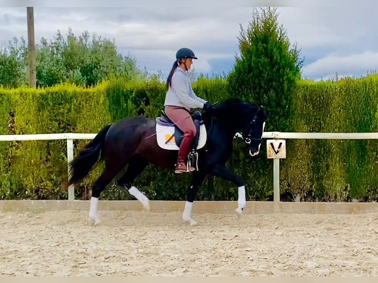 Cheval de sport espagnol Croisé Jument 4 Ans 160 cm Noir in Almafra (Zona)