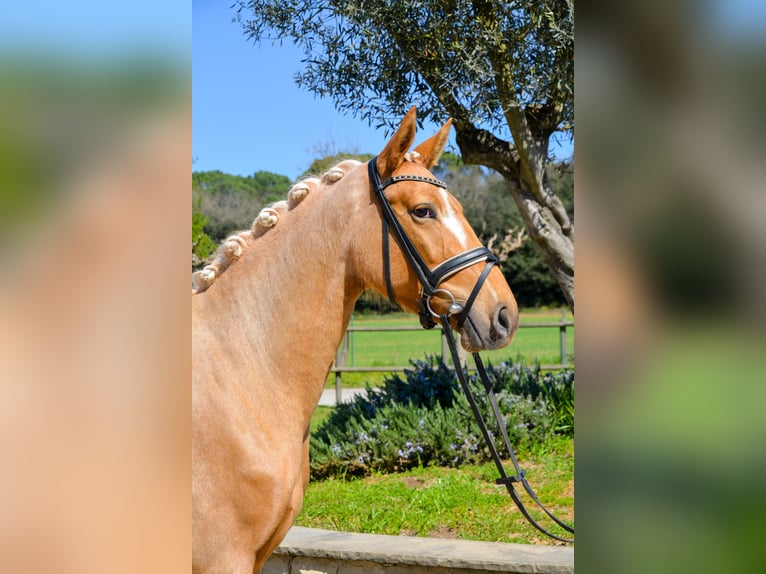 Cheval de sport espagnol Jument 4 Ans 161 cm Palomino in Casavells