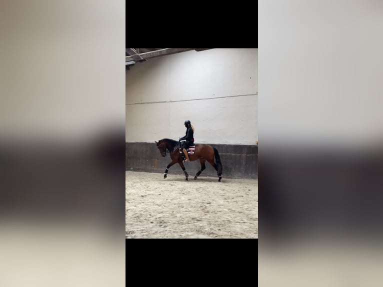 Cheval de sport espagnol Jument 4 Ans 162 cm Bai in Seligenstadt