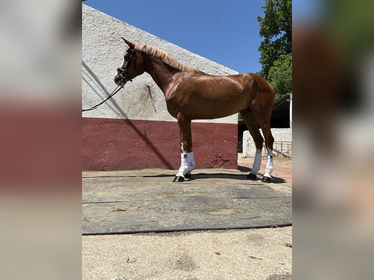 Cheval de sport espagnol Jument 4 Ans 165 cm Alezan in Constantina