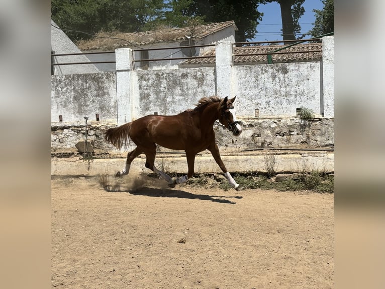 Cheval de sport espagnol Jument 4 Ans 165 cm Alezan in Constantina