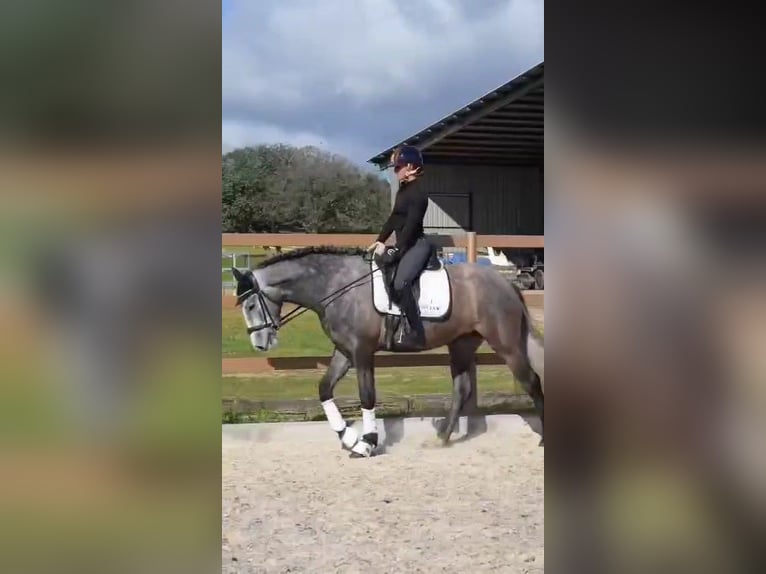 Cheval de sport espagnol Jument 4 Ans 167 cm Gris pommelé in Sevilla