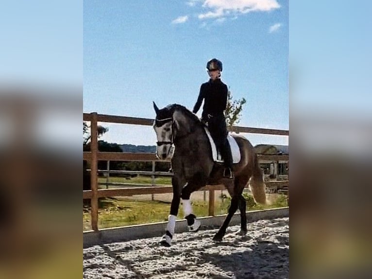 Cheval de sport espagnol Jument 4 Ans 167 cm Gris pommelé in Sevilla