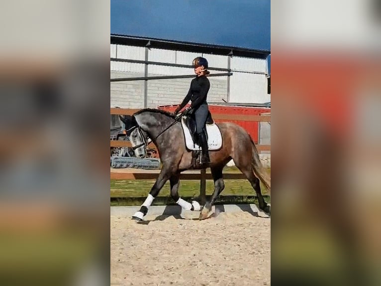Cheval de sport espagnol Jument 4 Ans 167 cm Gris pommelé in Sevilla