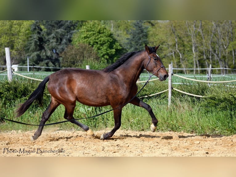 Cheval de sport espagnol Jument 4 Ans 170 cm Bai in Bourgogne