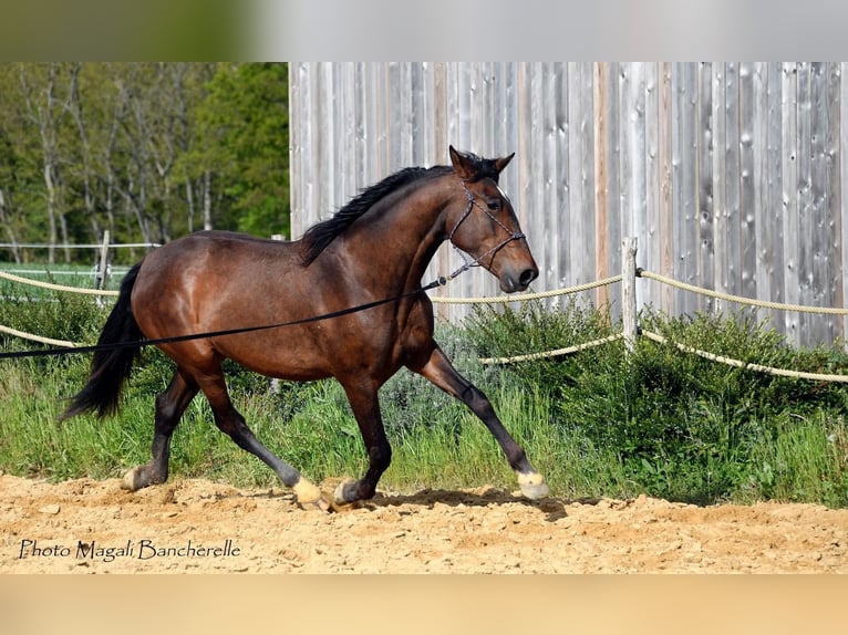 Cheval de sport espagnol Jument 4 Ans 170 cm Bai in Bourgogne