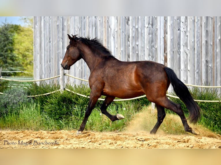 Cheval de sport espagnol Jument 4 Ans 170 cm Bai in Bourgogne