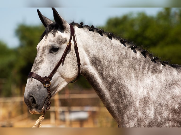 Cheval de sport espagnol Jument 4 Ans 170 cm Gris in Puebla De Sancho Perez