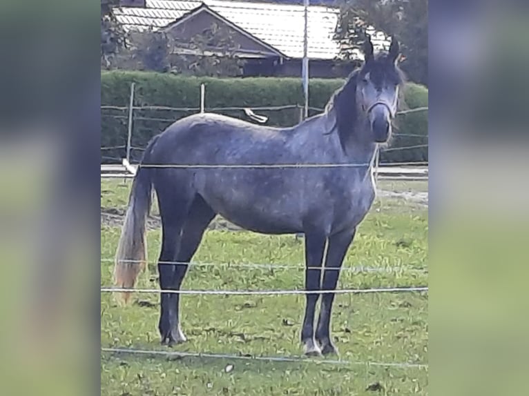 Cheval de sport espagnol Jument 5 Ans 150 cm Rouan bleu in Barßel