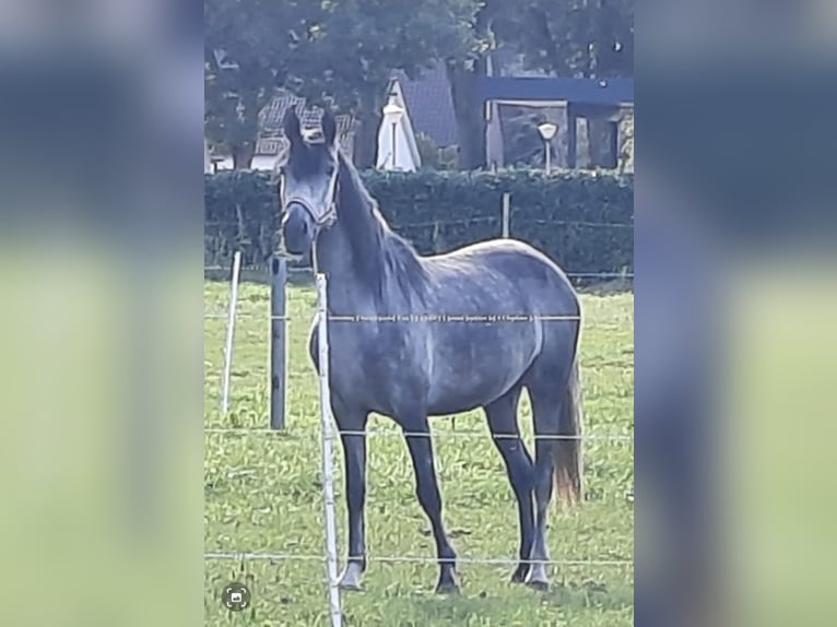 Cheval de sport espagnol Jument 5 Ans 150 cm Rouan bleu in Barßel