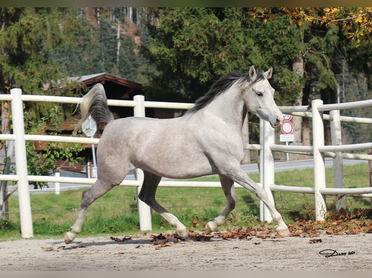 Cheval de sport espagnol Jument 5 Ans 154 cm Gris moucheté in S&#xF6;ll