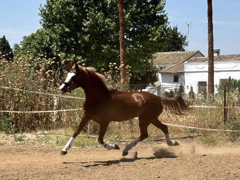 Cheval de sport espagnol Jument 5 Ans 165 cm Alezan in Constantina