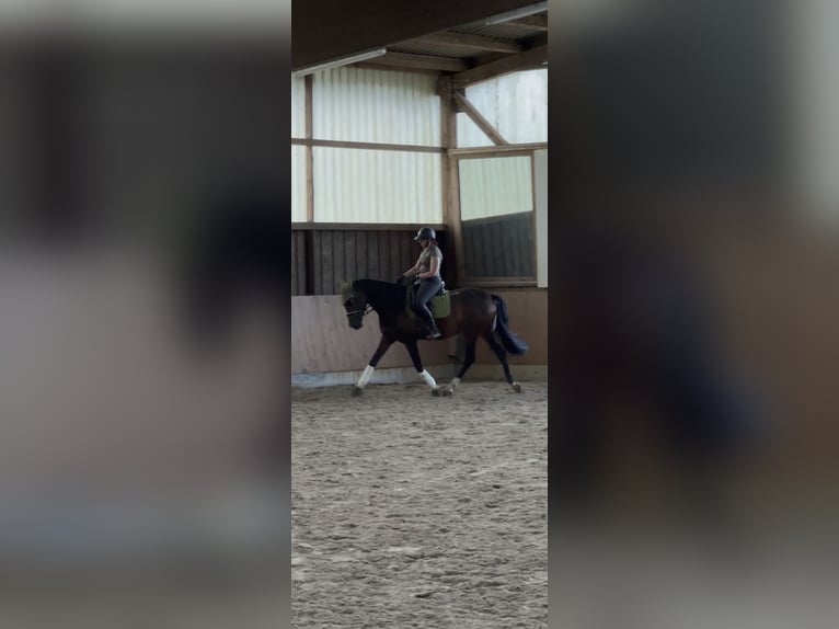 Cheval de sport espagnol Jument 5 Ans 167 cm Bai brun in Th&#xFC;mmlitzwalde