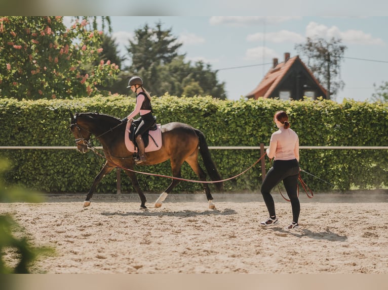 Cheval de sport espagnol Jument 5 Ans 167 cm Bai brun in Th&#xFC;mmlitzwalde
