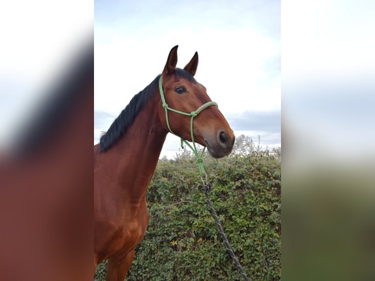 Cheval de sport espagnol Jument 5 Ans 167 cm Bai in La rioja