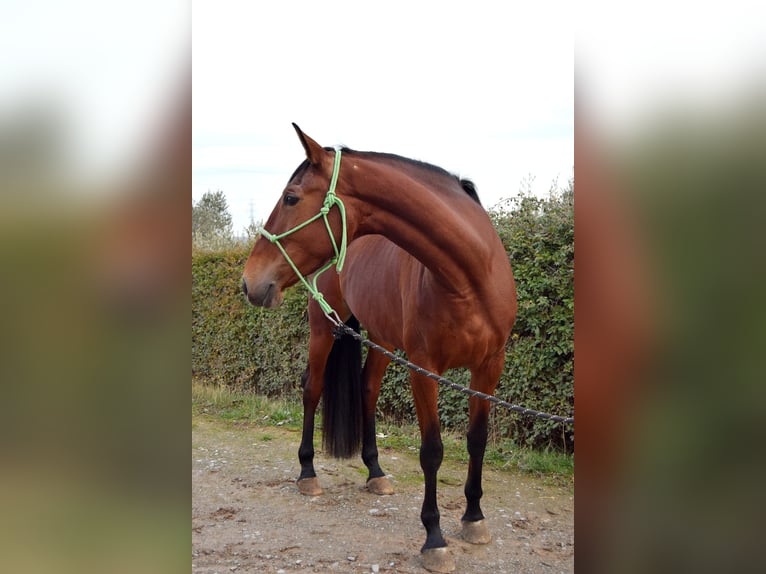 Cheval de sport espagnol Jument 5 Ans 167 cm Bai in La rioja