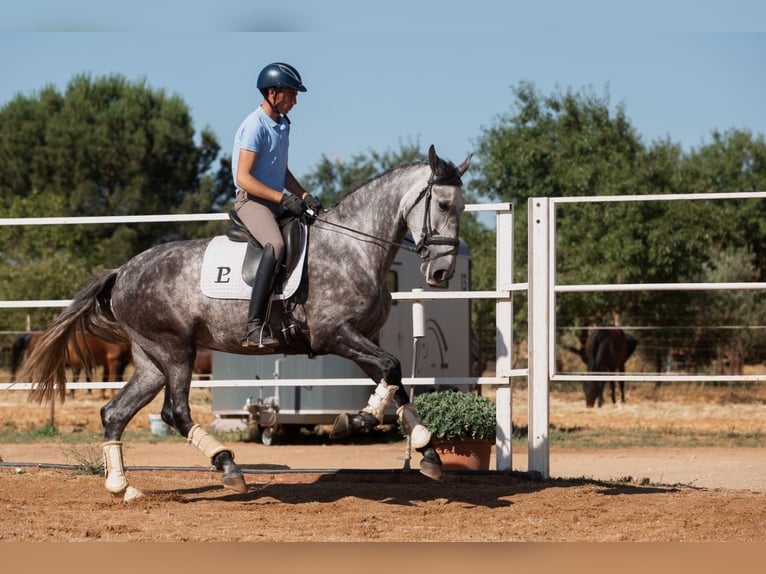 Cheval de sport espagnol Jument 5 Ans 170 cm Gris pommelé in Badajoz