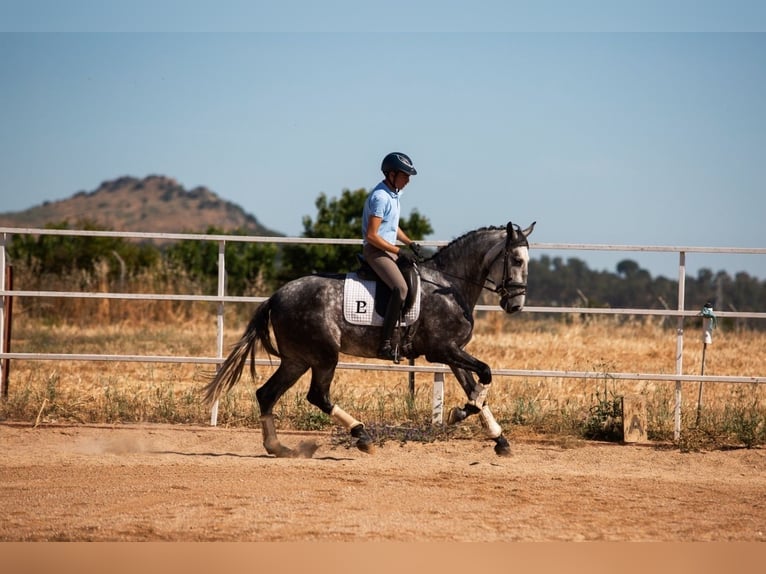 Cheval de sport espagnol Jument 5 Ans 170 cm Gris pommelé in Badajoz