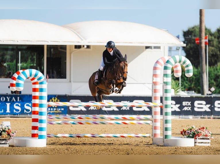 Cheval de sport espagnol Jument 6 Ans 156 cm Bai in Ferrol