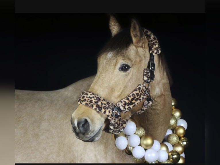 Cheval de sport espagnol Jument 6 Ans 160 cm Isabelle in Bad Kreuznach