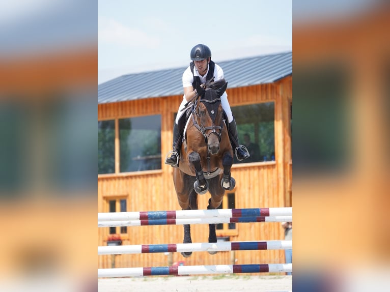 Cheval de sport espagnol Jument 6 Ans 173 cm Bai in Barcelona