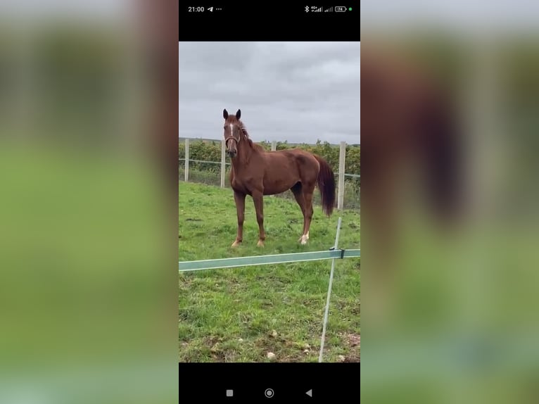 Cheval de sport espagnol Jument 6 Ans Alezan in Santander