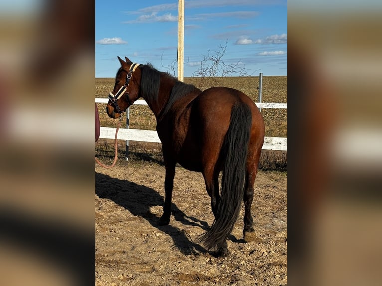 Cheval de sport espagnol Jument 7 Ans 155 cm Bai in Uckerland