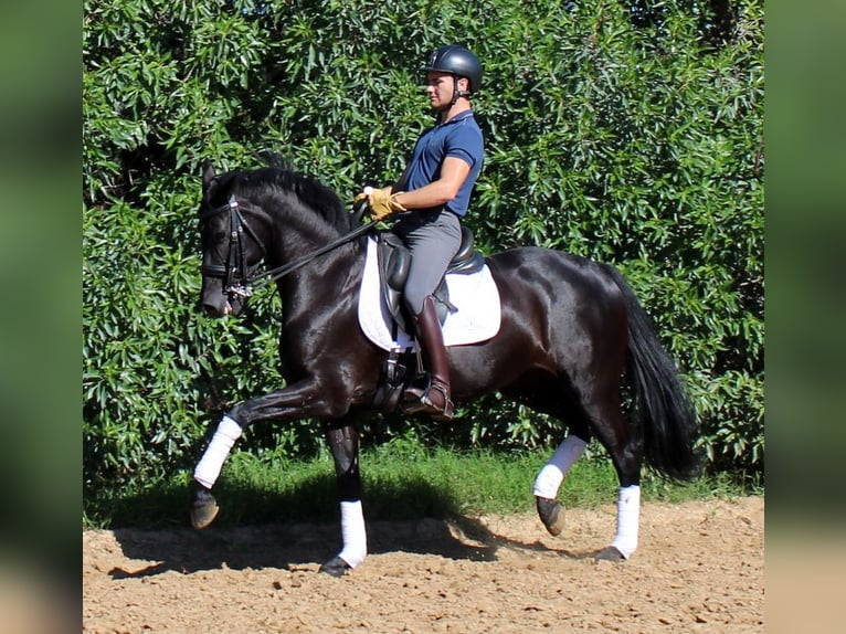 Cheval de sport espagnol Jument 7 Ans 158 cm Noir in La Barrosa