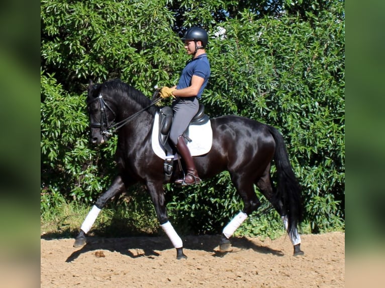 Cheval de sport espagnol Jument 7 Ans 158 cm Noir in La Barrosa