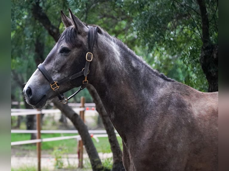 Cheval de sport espagnol Croisé Jument 7 Ans 165 cm Aubère in Las Rozas De Madrid